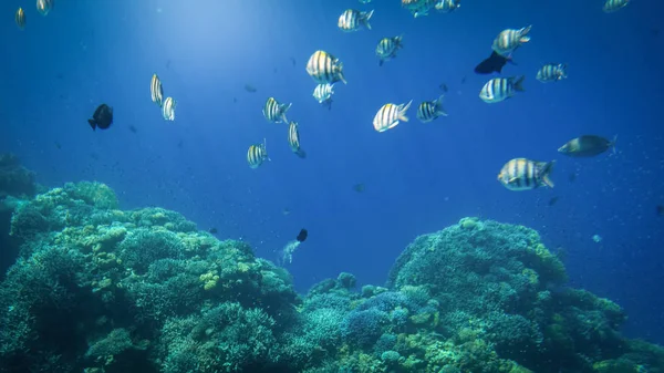 Bella foto subacquea di molti pesci tropicali colorati che nuotano intorno alla grande barriera corallina nel mare — Foto Stock