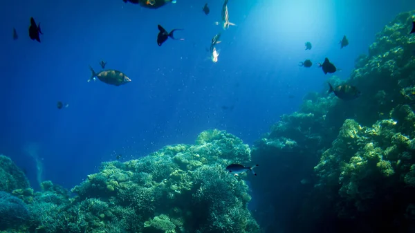 Schöne Unterwasserfotos von bunten Fischen, die am großen Korallenriff schwimmen — Stockfoto