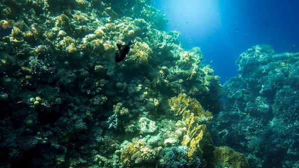美丽的水下照片，五颜六色的鱼在大珊瑚礁游泳 — 图库照片
