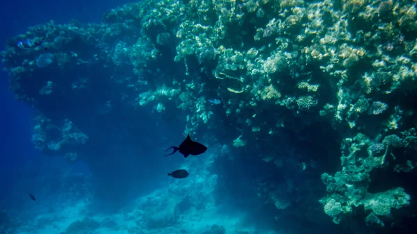 Nahaufnahme von farbenfrohen Korallenriffen im Roten Meer. Anemonen, Seeunkraut und schwimmende bunte Fische — Stockfoto