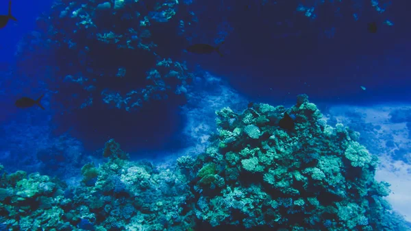 Bel iamge sous-marin d'anémones et de coraux poussant sur le récif tropical. Beaucoup de poissons nageant dans la mer Rouge — Photo