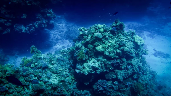Крупный план красочного кораллового рифа в Красном море. Выращивание анемонов, морских водорослей и плавающих красочных рыб — стоковое фото