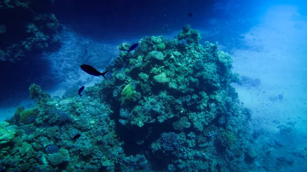 美丽的水下海景五颜六色的珊瑚礁和大量的热带鱼游来游去 — 图库照片