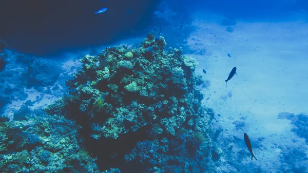 Bel iamge sous-marin d'anémones et de coraux poussant sur le récif tropical. Beaucoup de poissons nageant dans la mer Rouge — Photo