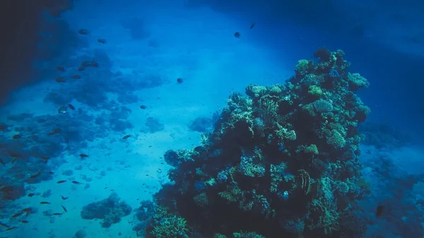 Gyönyörű víz alatti tengeri kilátás színes korallzátonyok és sok trópusi halak úszás körül — Stock Fotó