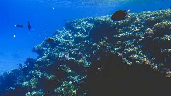 美丽的水下海葵和珊瑚生长在热带珊瑚礁上。许多鱼在红海中游泳 — 图库照片