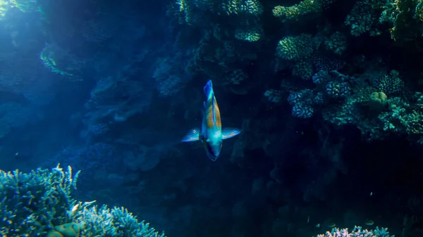 美丽的彩色珊瑚鱼在热带珊瑚礁周围游动，海葵和海草的特写图片 — 图库照片