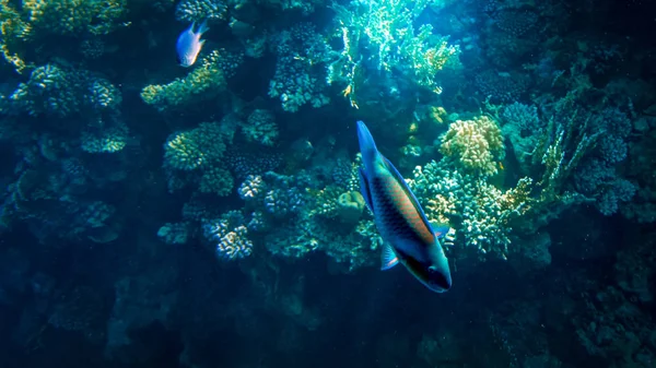 カラフルなサンゴ礁の美しい水中の海景と周りを泳ぐ熱帯魚の多く — ストック写真