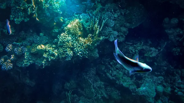 Wunderschöne Unterwasseriamge von Anemonen und Korallen, die am tropischen Riff wachsen. viele Fische schwimmen im Roten Meer — Stockfoto