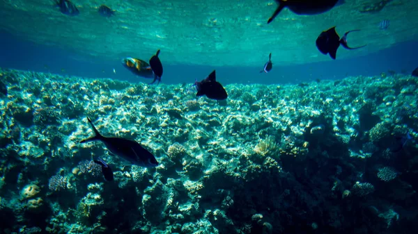 Piękne podwodne zdjęcie kolorowych ryb pływackich na dużej rafie koralowej — Zdjęcie stockowe