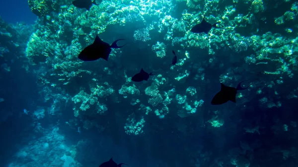 Amazing underwater photo of big school of colorful tropical fishes swimming at big coral reef — 图库照片