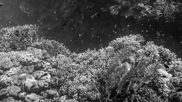 黑白美丽的图像，许多五颜六色的热带鱼在珊瑚礁周围游动在Rd海 — 图库照片