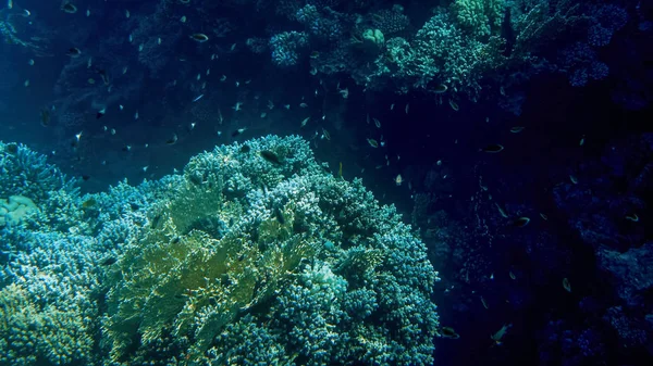 美丽的水下海葵和珊瑚生长在热带珊瑚礁上。许多鱼在红海中游泳 — 图库照片