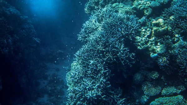 Bela foto subaquática de peixes coloridos nadando em grande recife de coral — Fotografia de Stock