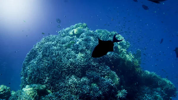 Beautiful underwater photo of colorful fishes swimming at big coral reef — Stock Photo, Image