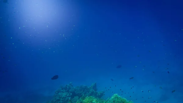 Bella immagine subacquea della colorata barriera corallina tropicale sul fondo del Mar Rosso — Foto Stock