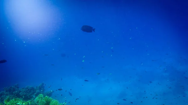 红海海底惊人的水下图像。五颜六色的珊瑚鱼和水面下生长的珊瑚礁 — 图库照片