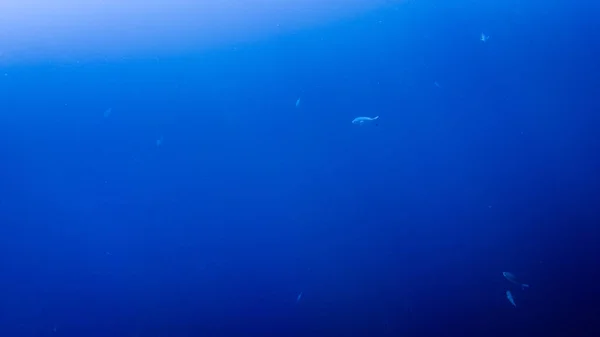 Incroyable image sous l'eau de poissons nageant et de rayons de soleil brillants à travers la surface de l'eau — Photo