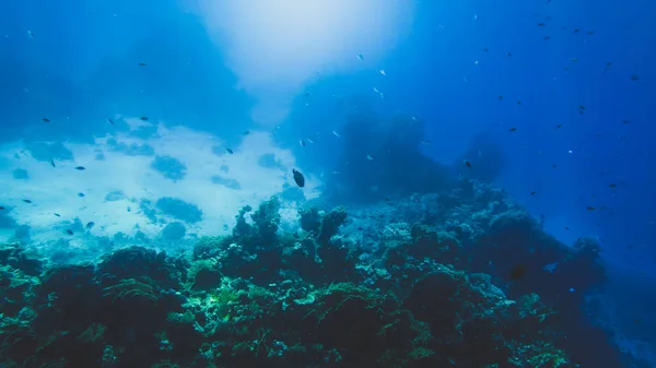 Удивительный подводный кадр песчаного морского дна с растущими красочными коралловыми рифами и плавающими рыбами — стоковое фото