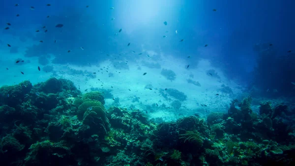 Erstaunliche Unterwasser-Bild des roten Meeresbodens. Bunte Korallenfische und wachsende Riffe unter der Wasseroberfläche — Stockfoto