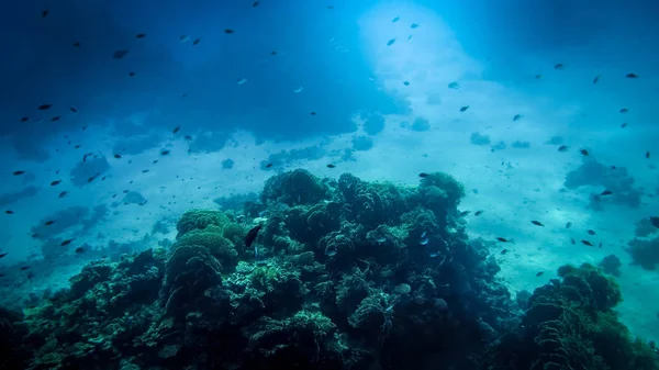 Красивый подводный пейзаж кораллового рифа и морского дна на Красном море — стоковое фото