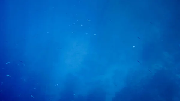 Incredibile immagine subacquea del fondo del Mar Rosso. Pesci corallo variopinti e barriera corallina in crescita sotto la superficie dell'acqua — Foto Stock