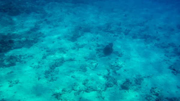 Niesamowity podwodne strzał piaszczystych dna morskiego z rosnącym kolorowych raf koralowych i pływanie ryby — Zdjęcie stockowe