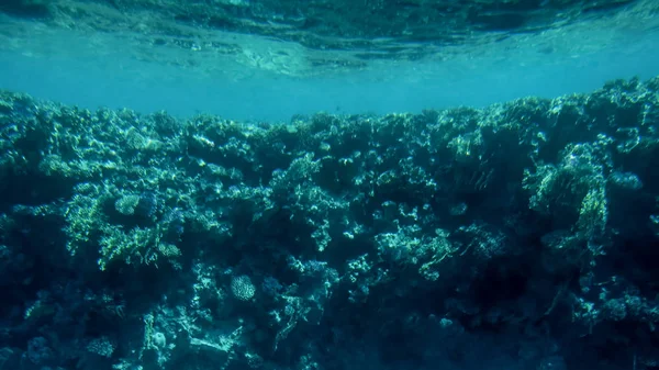 Красивий підводний образ барвистий тропічний кораловий риф на Червоному морі знизу — стокове фото