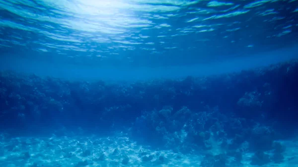 Csodálatos víz alatti kép a Vörös-tenger alján. Színes korall halak és a növekvő zátony a vízfelszín alatt — Stock Fotó