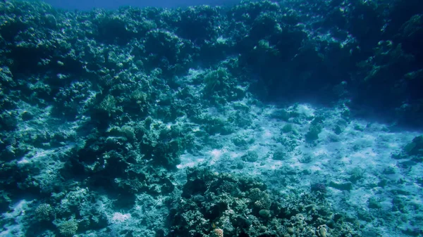 Imagem subaquática bonita de recife de coral tropical colorido no fundo do mar Vermelho — Fotografia de Stock