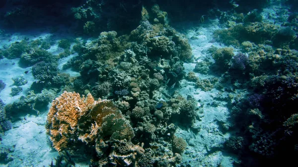 Εκπληκτική υποβρύχια εικόνα του κόκκινου πυθμένα της θάλασσας. Πολύχρωμο κοράλλια ψάρια και καλλιέργεια ύφαλο κάτω από την επιφάνεια του νερού — Φωτογραφία Αρχείου