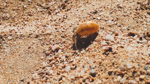 Closeup toned photo of hermit crab in shell walking on sandy sea shore — Stock Photo, Image