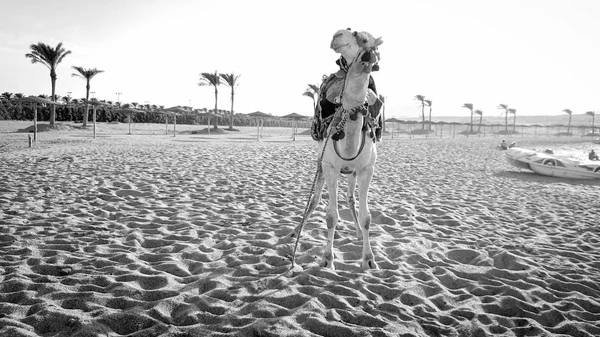 Black and white image of camel standing on the sandy sea beach against sunset sky and calm ocean waves — Stock Photo, Image