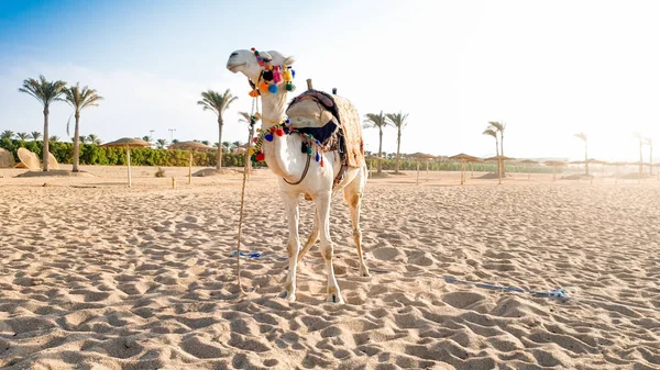 Beautiful image of white camel with decorated saddle standing on the sand at sea beach. Camels are used for tourists riding and entertainment in Egypt and Turkey — Stock Photo, Image