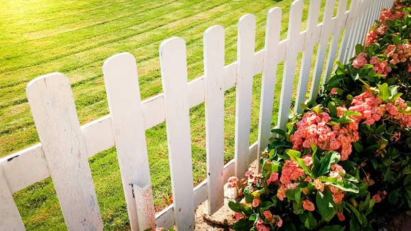 Closeup obraz krásného květního zástavby, zeleného trávníku a bílého dřevěného plotu na zahradě — Stock fotografie