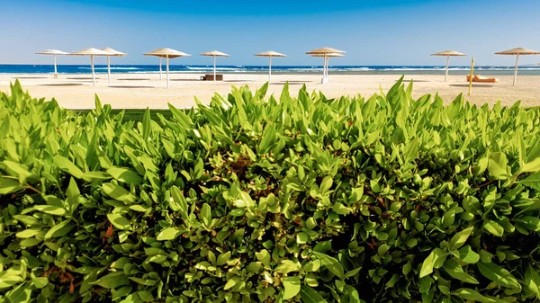 Foto di bella recinzione cespuglio e prato accanto alla spiaggia sul mare — Foto Stock