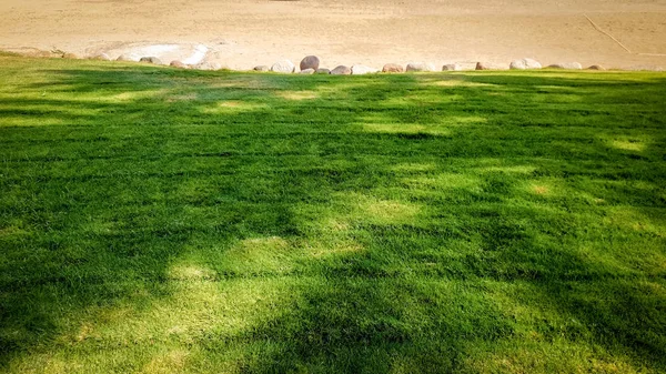 Foto av grön gräsmatta på sandstranden vid ljusa soliga dagar — Stockfoto