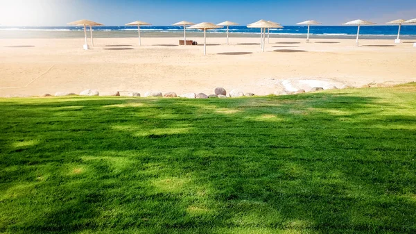 Photo of green grass lawn on the sandy sea beach at bright sunny day — Stock Photo, Image