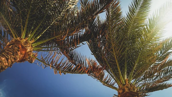 Imagen de palmeras altas en un día soleado y ventoso contra el cielo azul brillante y el sol — Foto de Stock