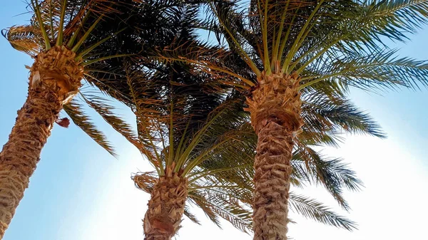 Imagen de palmeras altas en un día soleado y ventoso contra el cielo azul brillante y el sol — Foto de Stock