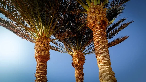 Imagen de palmeras altas en un día soleado y ventoso contra el cielo azul brillante y el sol — Foto de Stock