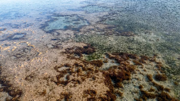 Imagen de cerca de coral muerto y malezas marinas en la costa del océano — Foto de Stock