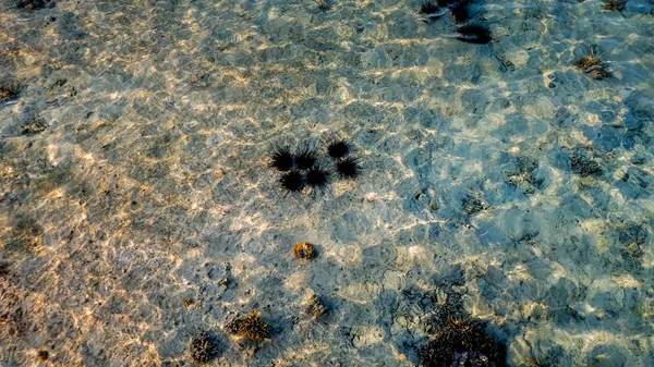 Closeup fotó fekete sünök élő homokos tengerfenék — Stock Fotó
