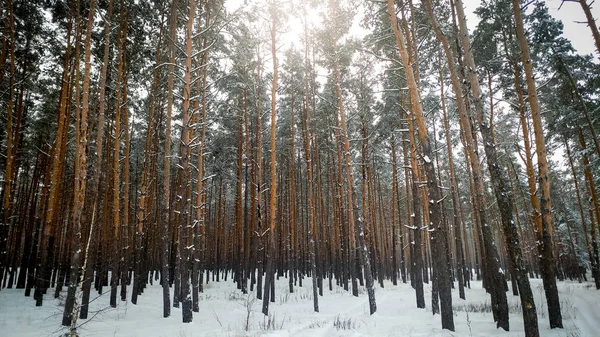 Foto de bosque de coníferas cubiertas de nieve en la fría mañana de invierno —  Fotos de Stock