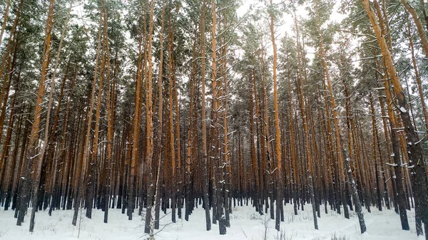 Τοπίο του χιονιού καλυμμένο δάσος στο κρύο χειμώνα πρωί — Φωτογραφία Αρχείου