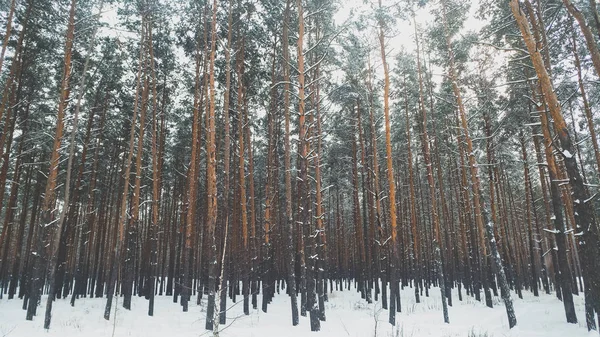 Изображение покрытого снегом хвойного леса в холодное зимнее утро после снежной бури — стоковое фото