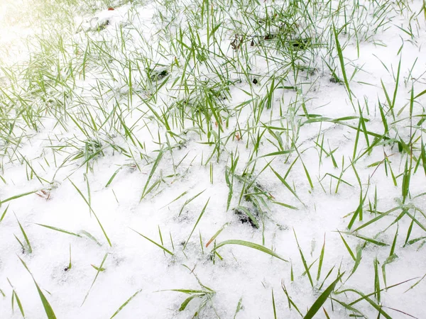 Close up photo of snow covered fresh green grass at spring — Stock Photo, Image