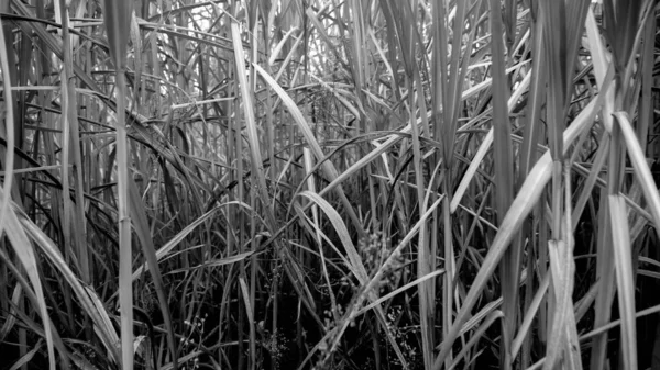 Closeup black and white photo of dry high grass and reed on the field — Stock Photo, Image