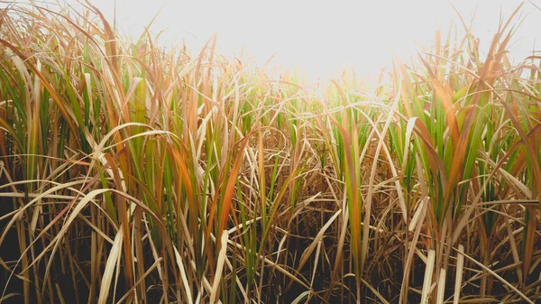 Closeup toned photo of high grass on dry field at autumn — Stock Photo, Image