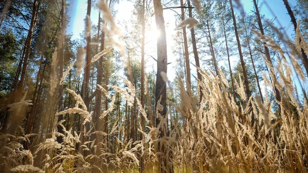 Φωτεινό φως του ήλιου λάμπει μέσα από πεύκα και ξηρό γρασίδι στο δάσος — Φωτογραφία Αρχείου